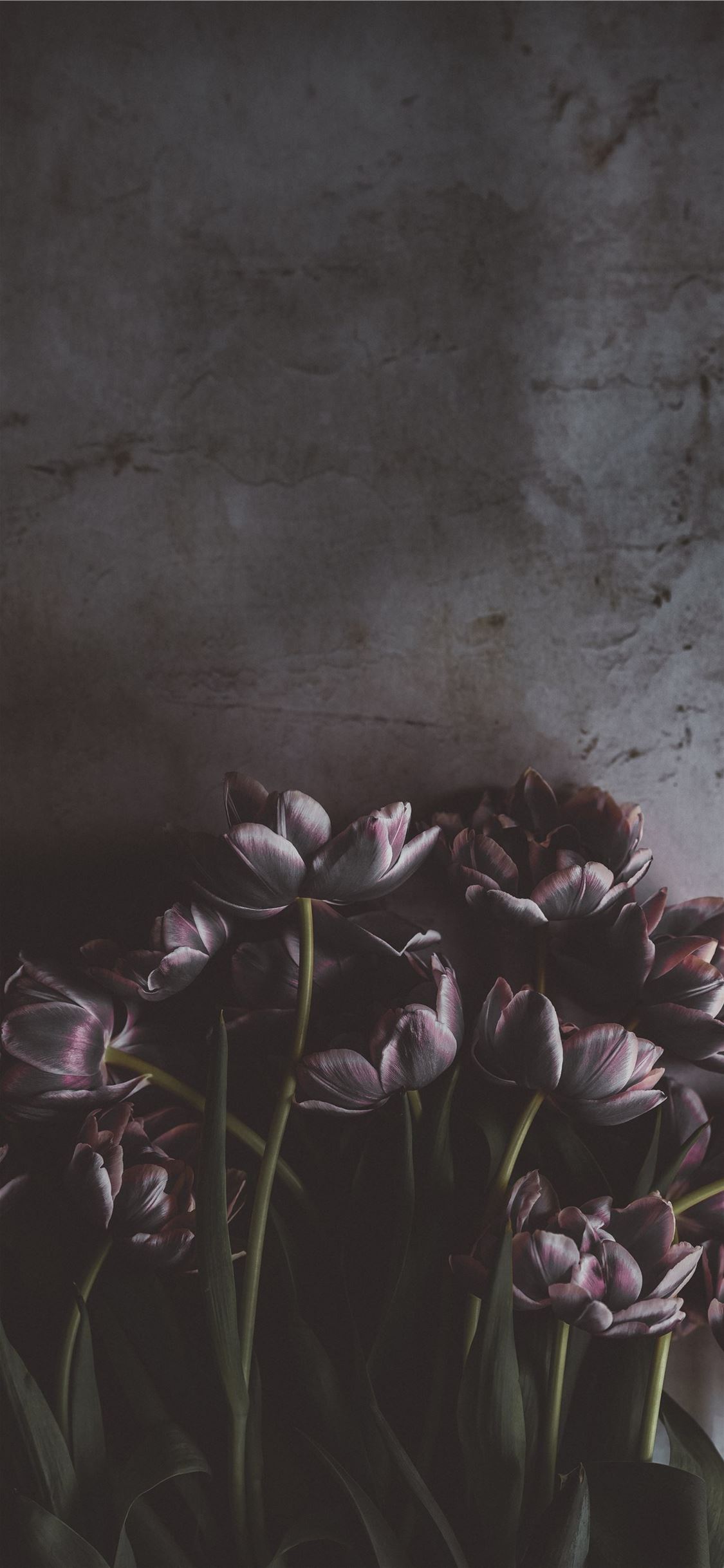 Vintage Style Wallpaper, Red and White Flowers on Black Background |  lifencolors