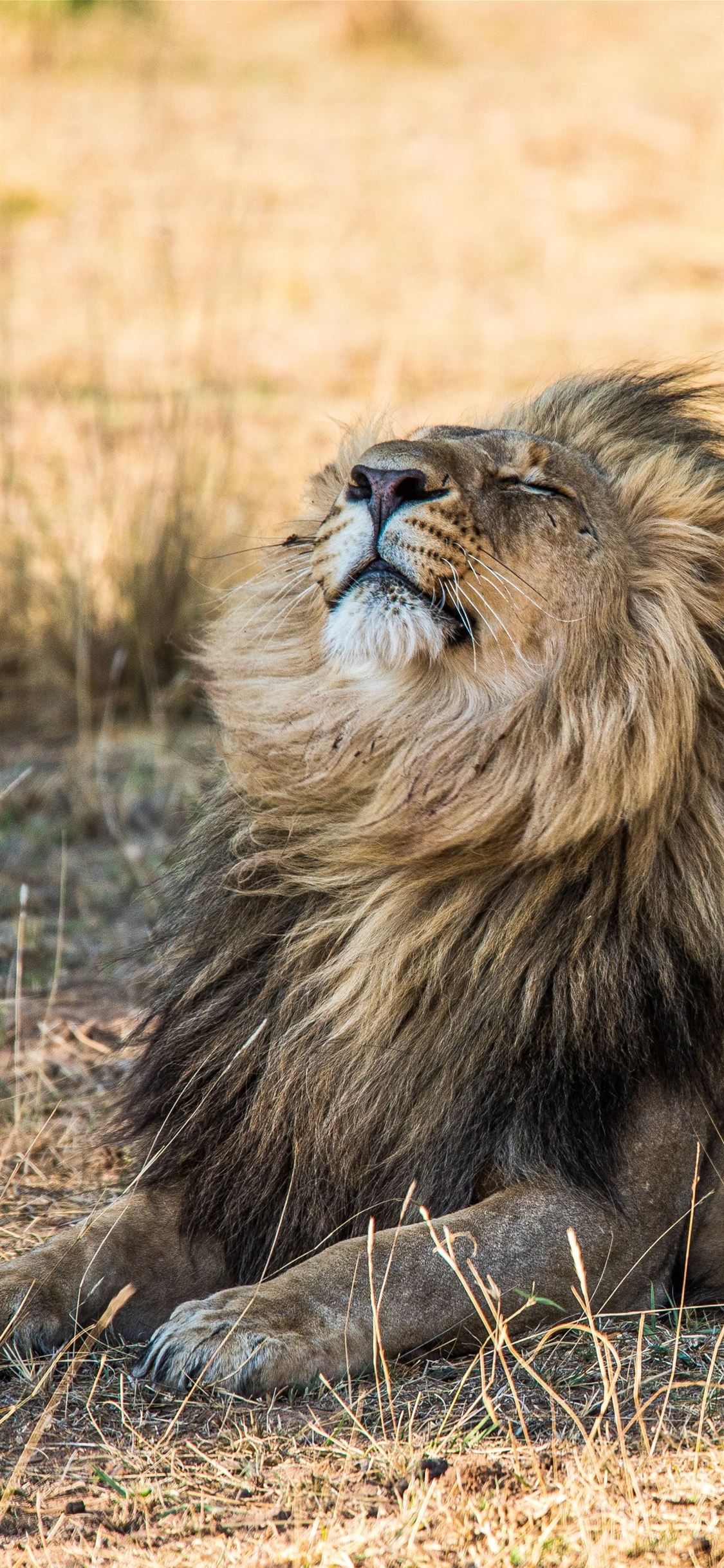 lion lying on brown grass during daytime iPhone wallpaper 