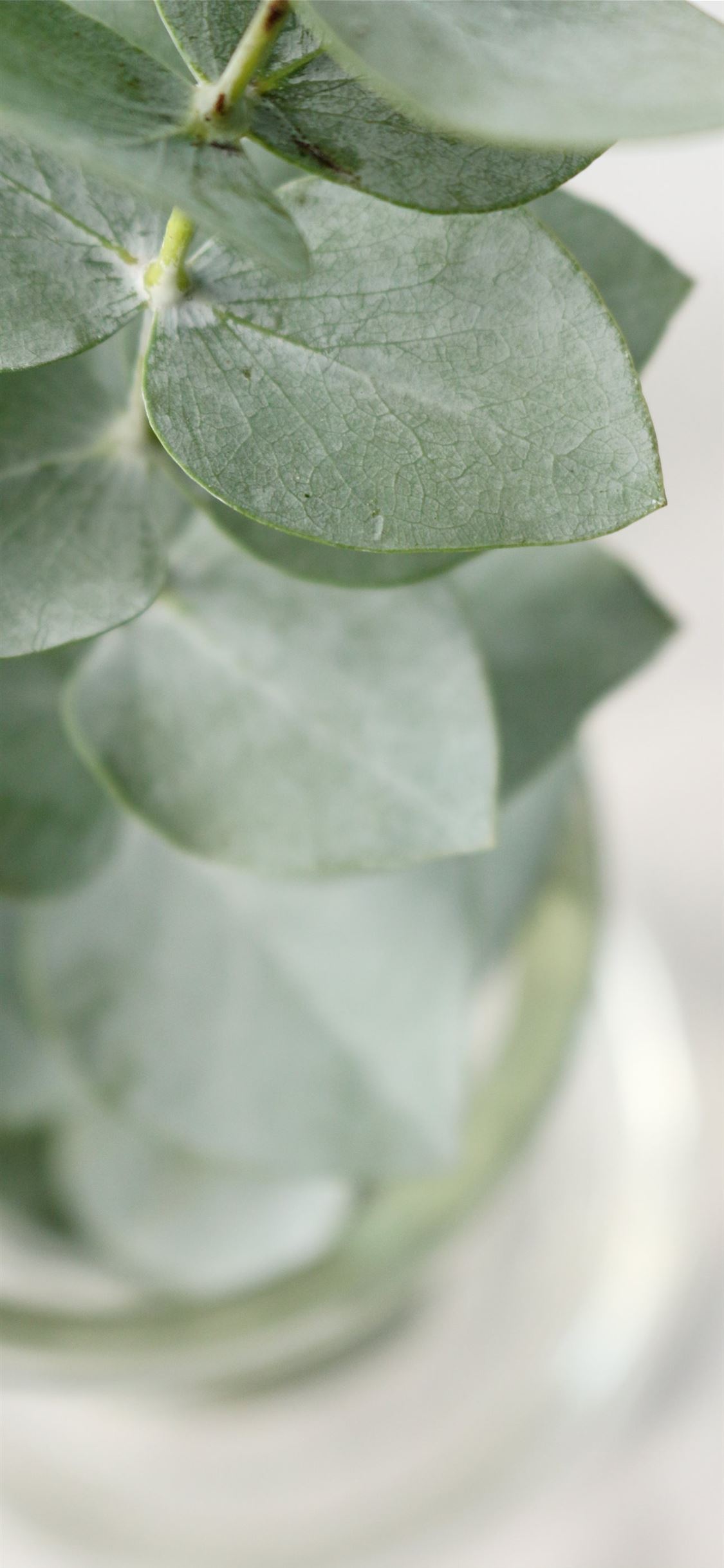 shallow focus photography of oregano plant iPhone wallpaper 