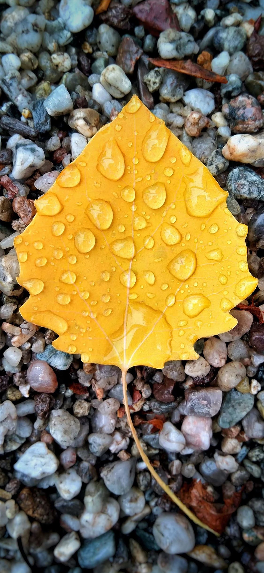 yellow leaf on gravel with dew iPhone wallpaper 