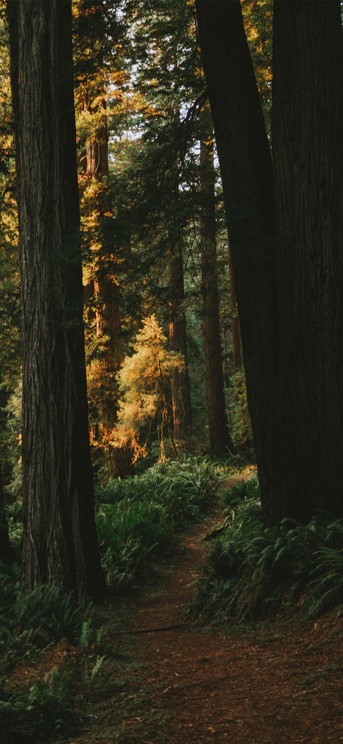 landscape photography of forest iPhone wallpaper 