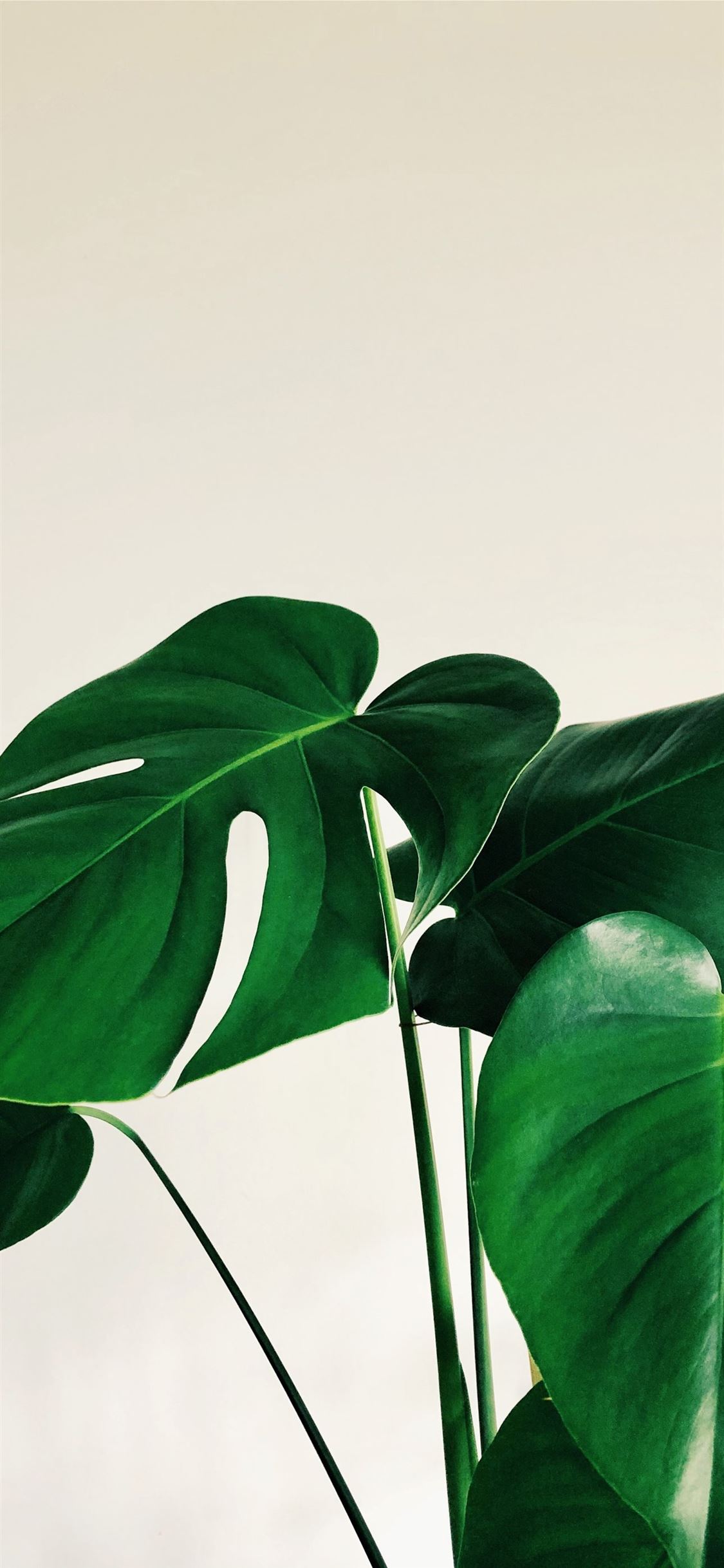 green leaves on white background iPhone wallpaper 