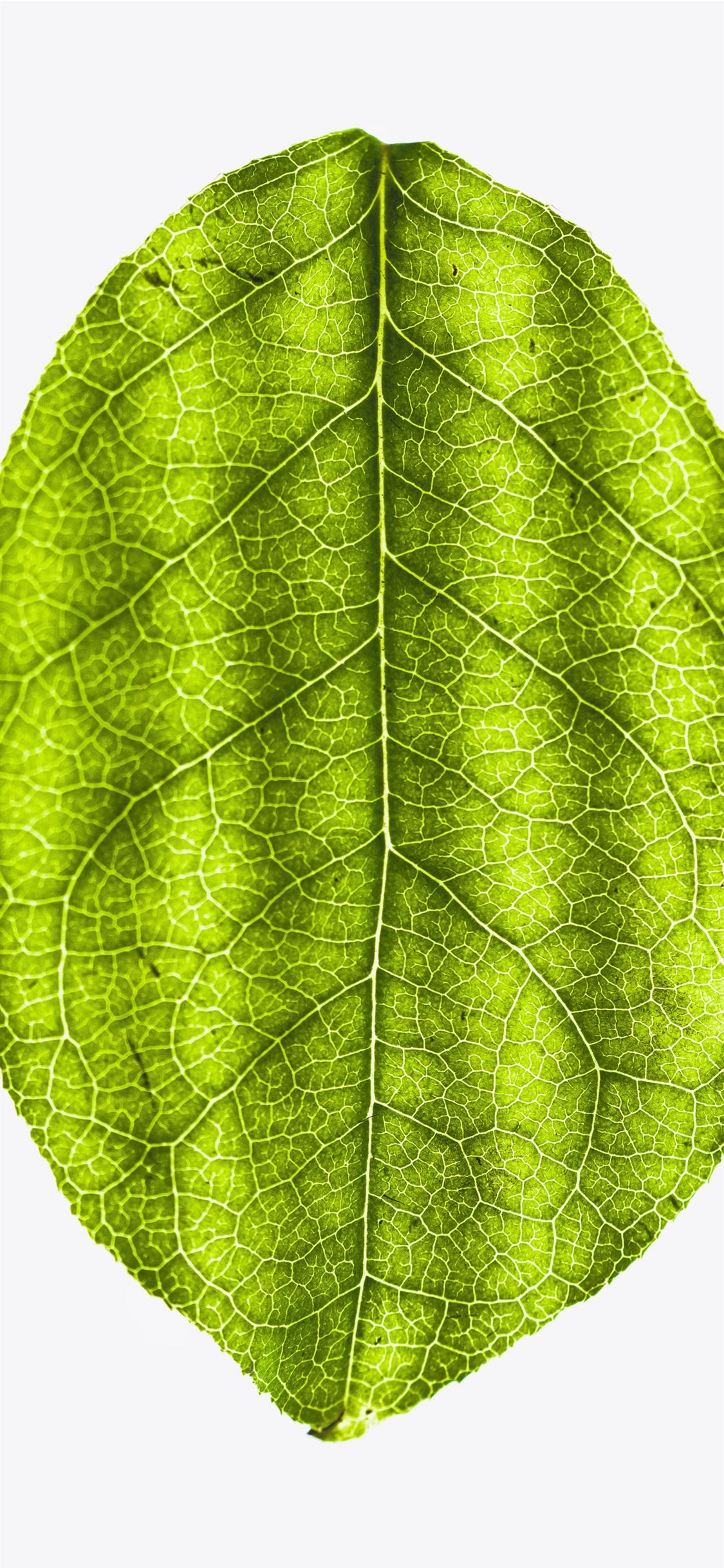 green leaf iPhone wallpaper 