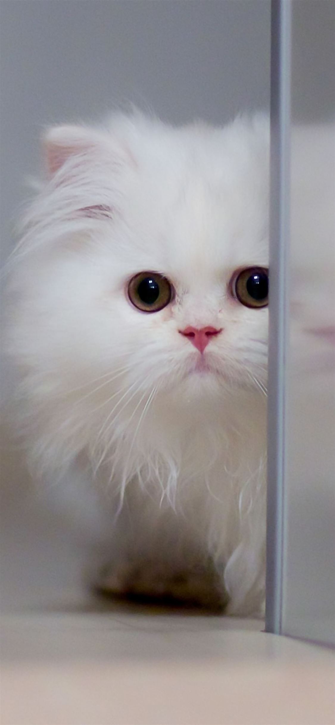 Cute White Cat iPhone wallpaper 