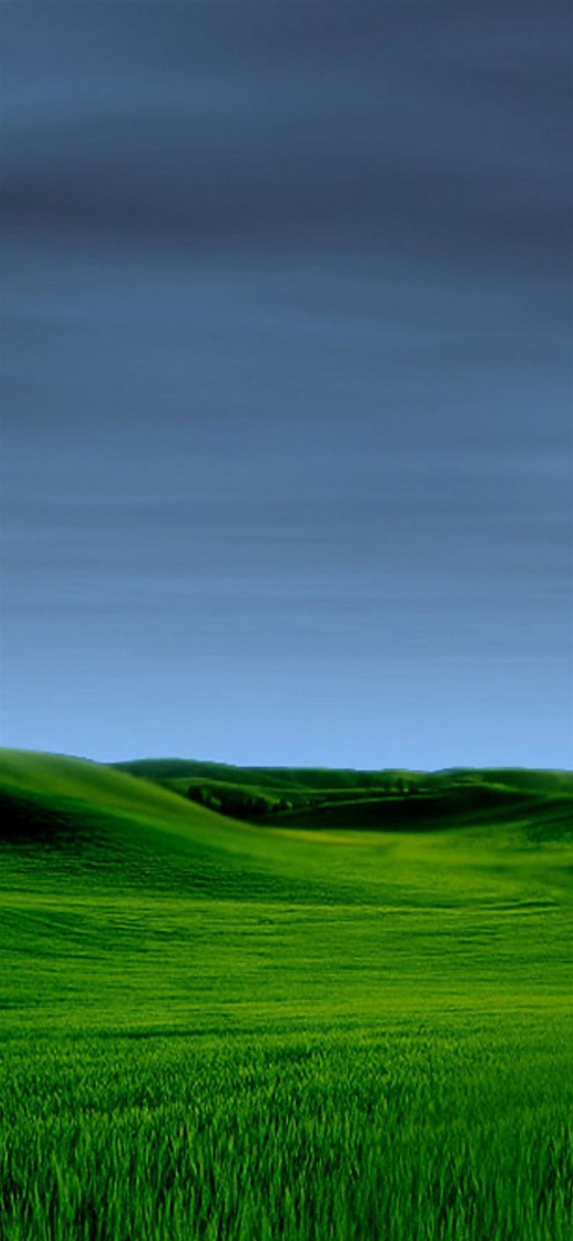 Grass iPhone wallpaper 