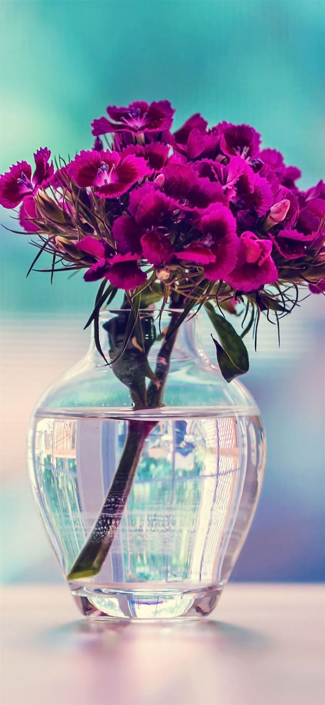 Purple Carnation In A Vase Flower iPhone wallpaper 