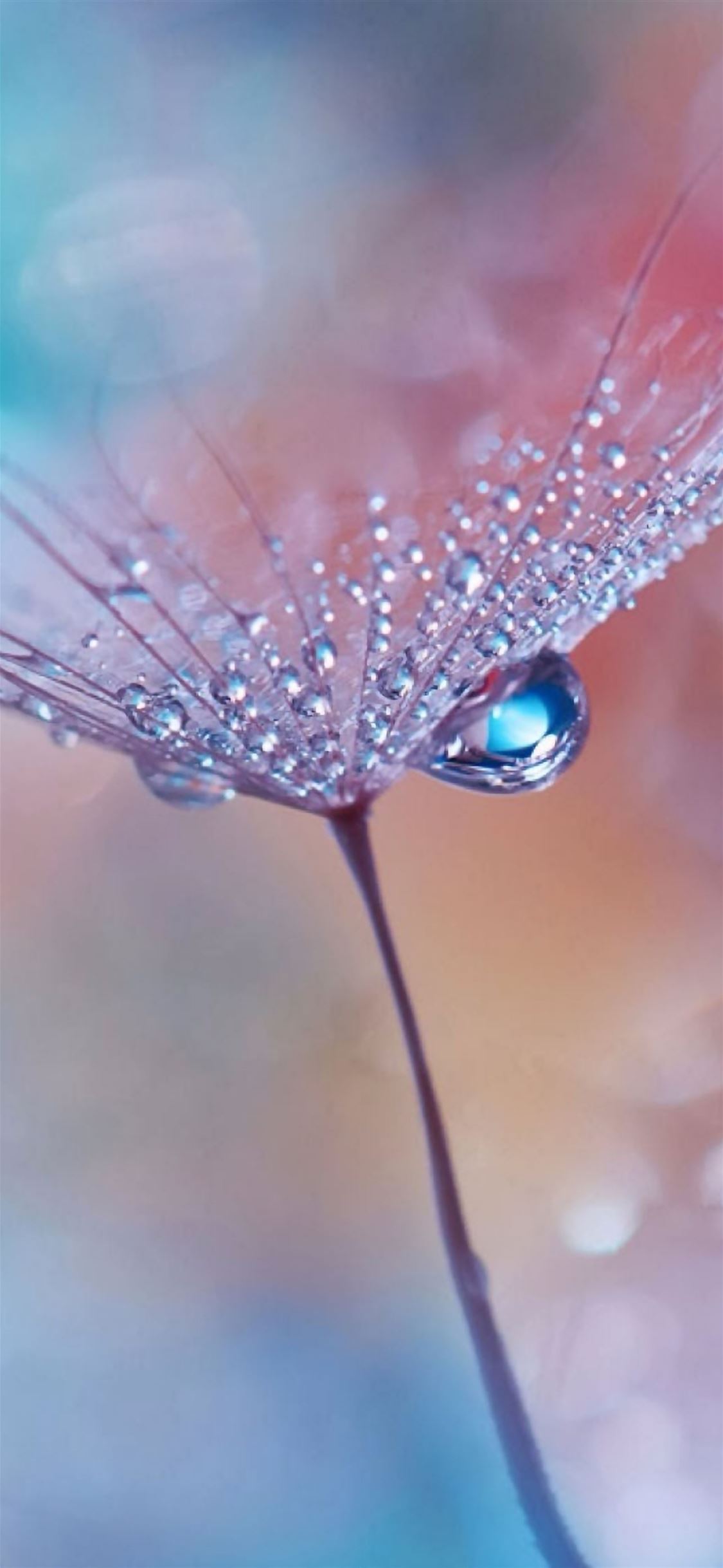 Natural Dew Dandelion  iPhone wallpaper 