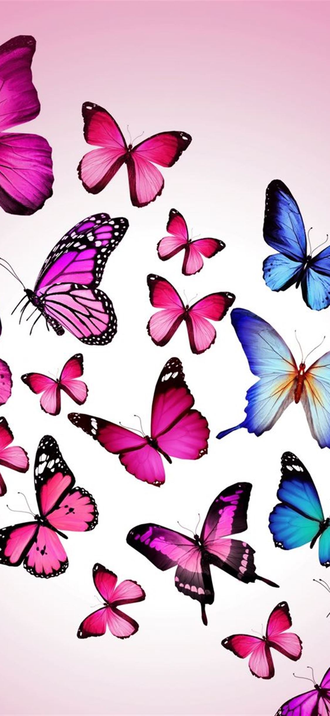 Butterfly Drawing Flying Colorful Background Pink iPhone wallpaper 