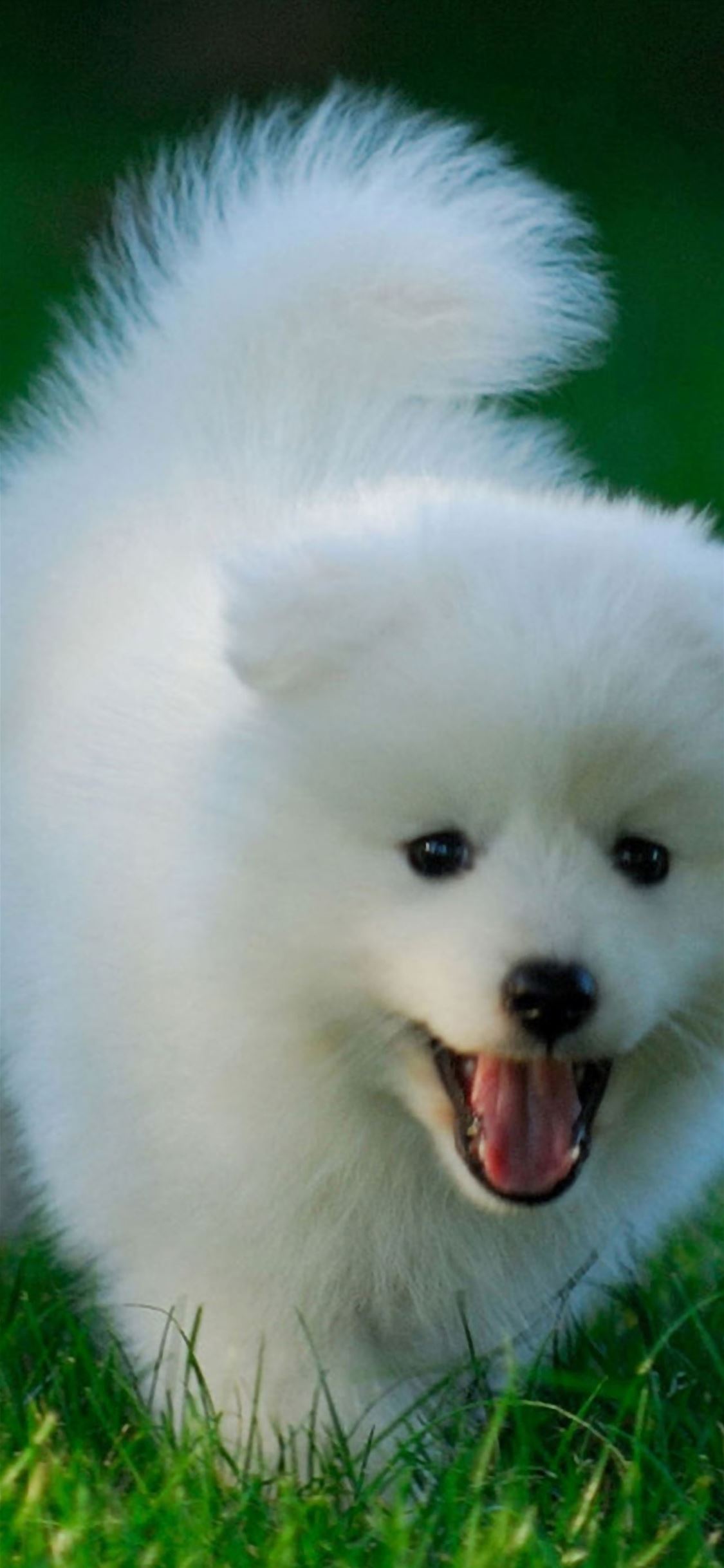 Cute Puppy Running On Grassland iPhone wallpaper 