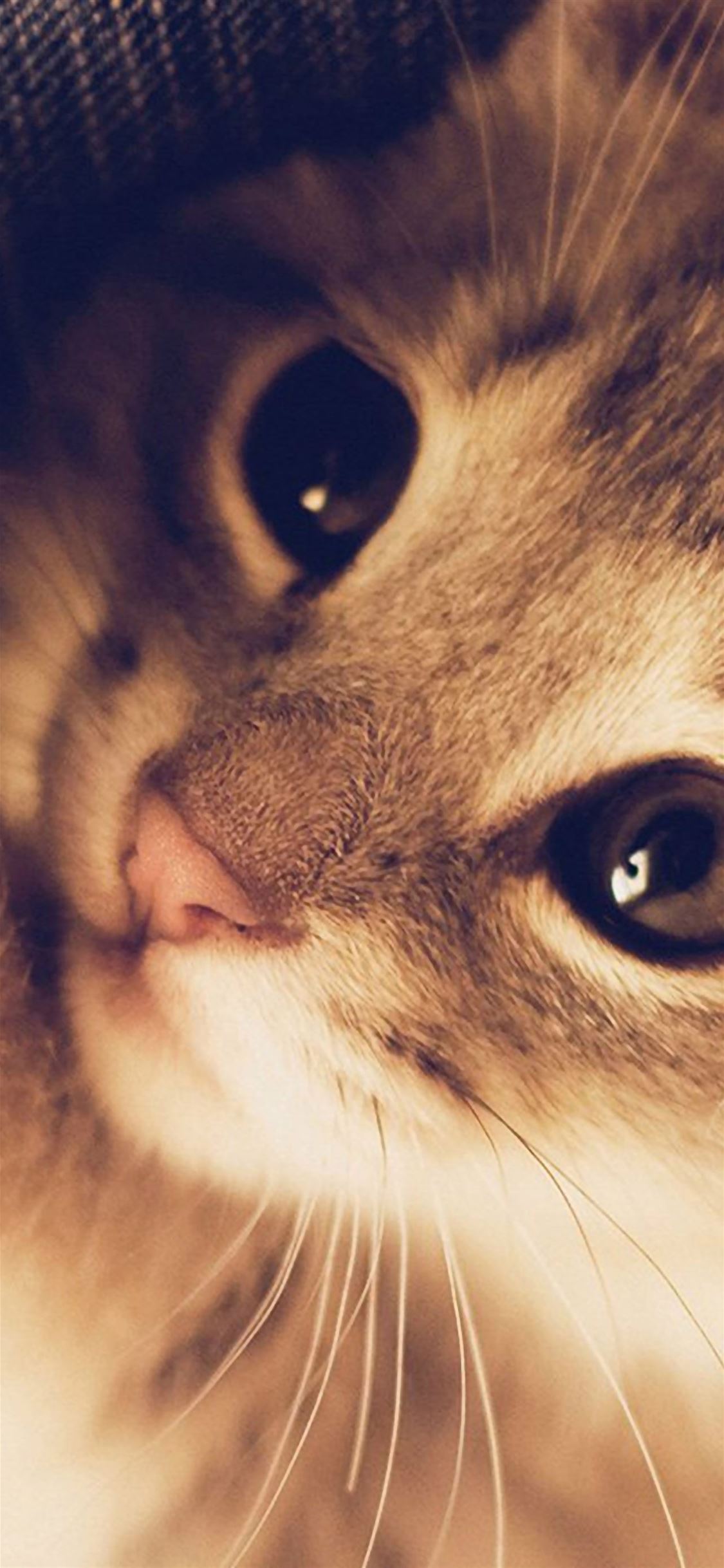 Cute Cat Kitten Nature Animal Warm Macro iPhone wallpaper 