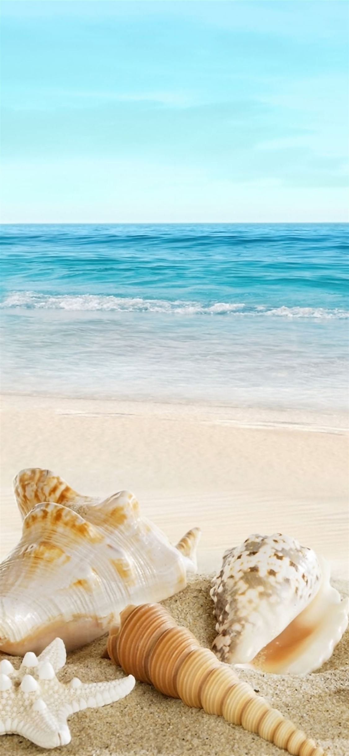 Nature Sunny Ocean Seaside Beach Shells iPhone wallpaper 