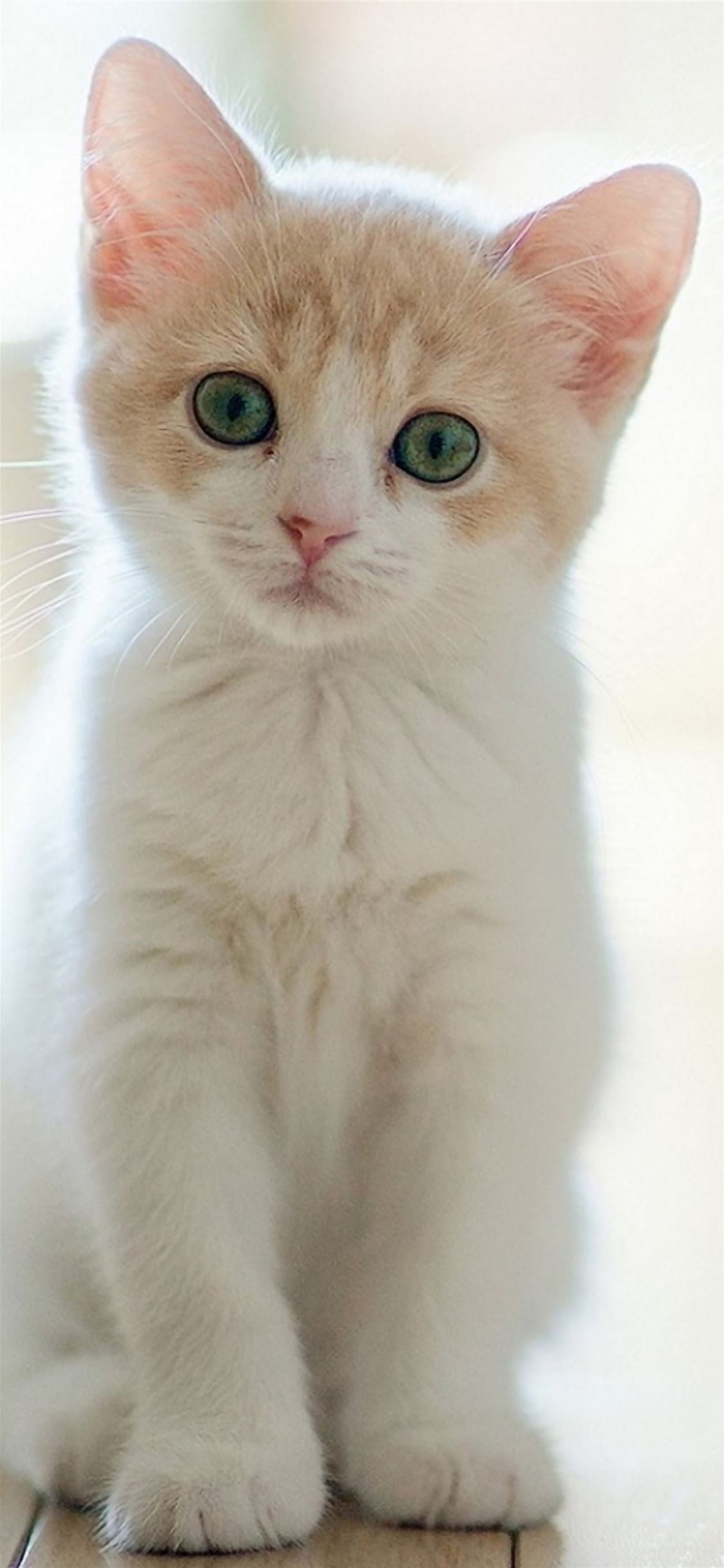 Cute Lovely Staring Kitten Cat iPhone wallpaper 