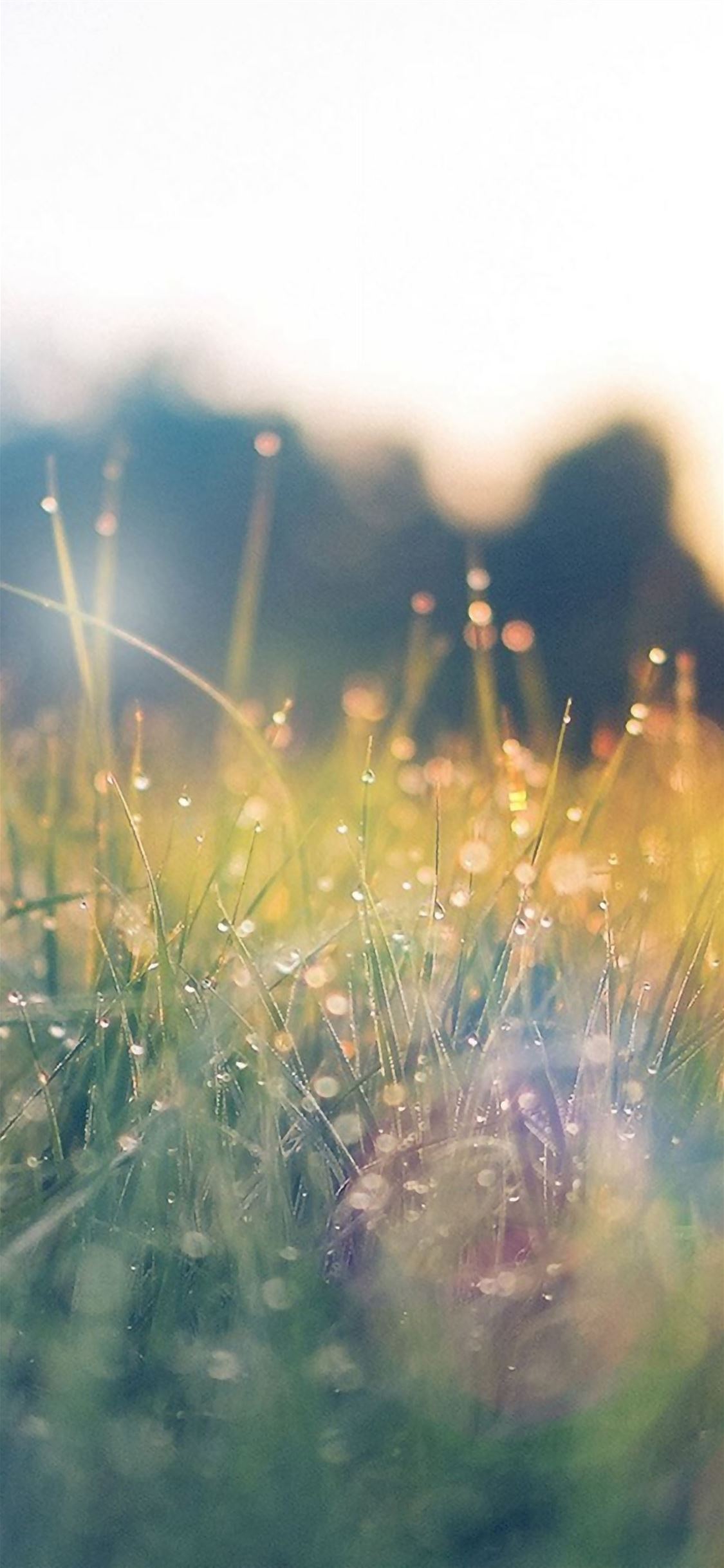 Lawn Green Nature Sunset Light Bokeh Spring Flare Happy iPhone wallpaper 
