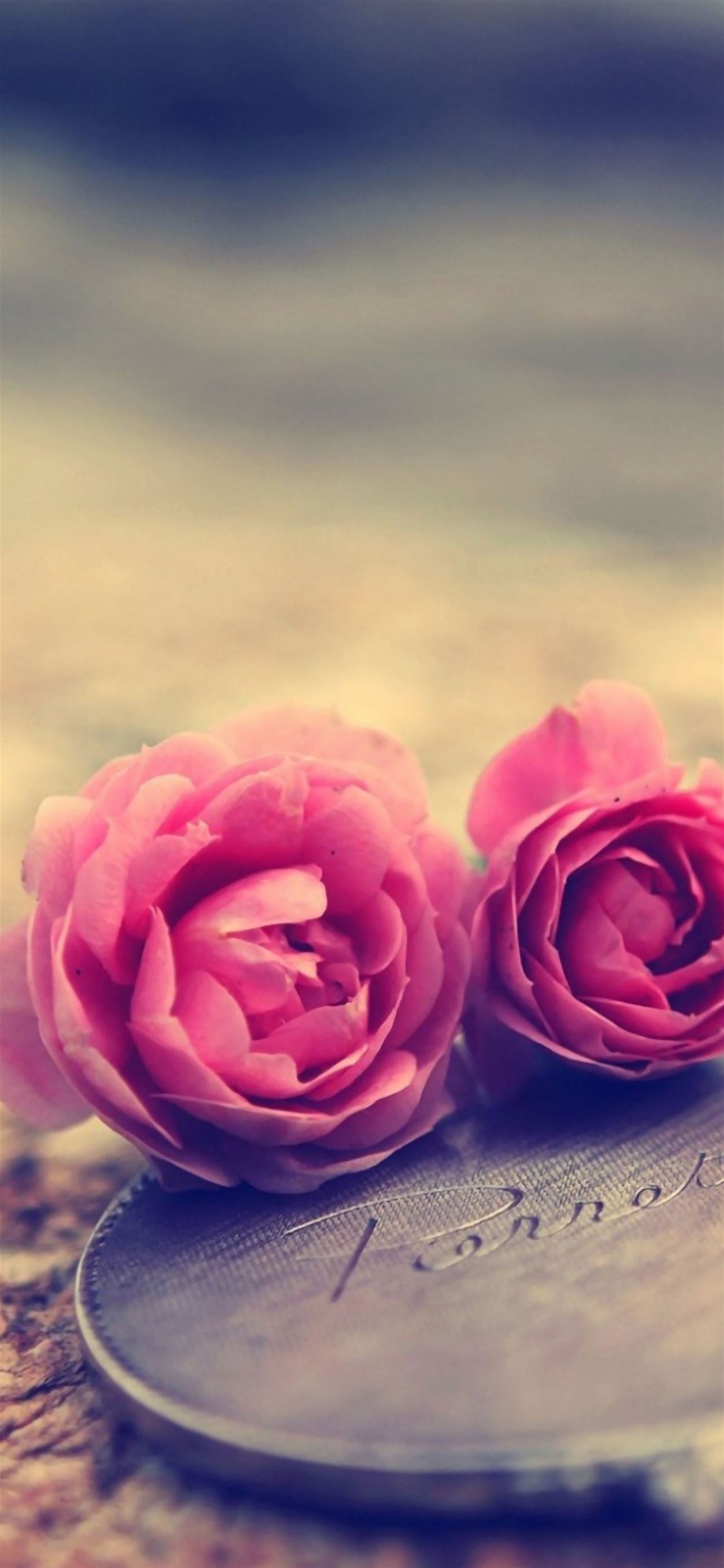 Miniature Roses iPhone wallpaper 