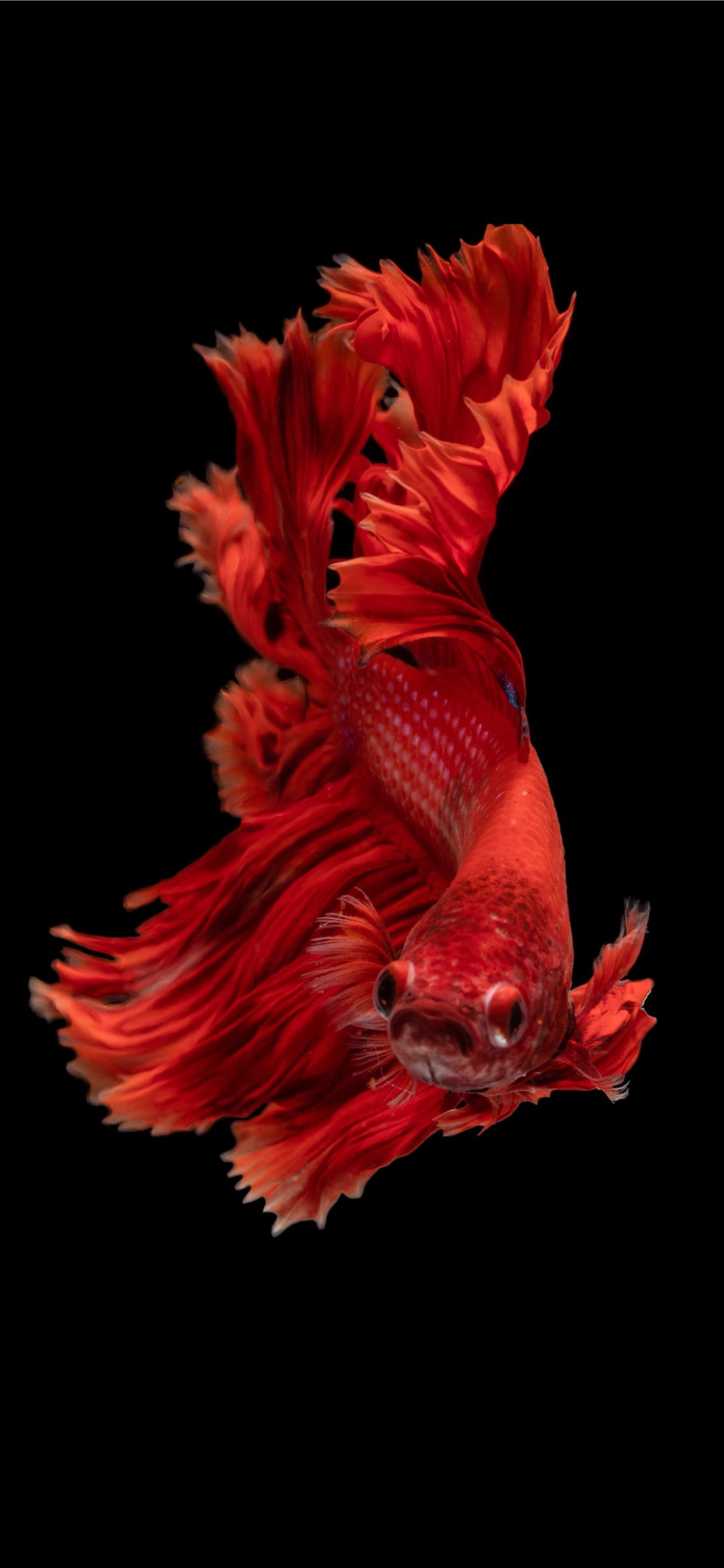 3D Goldfish Wallpapers & Animated Phone Wallpapers 4K