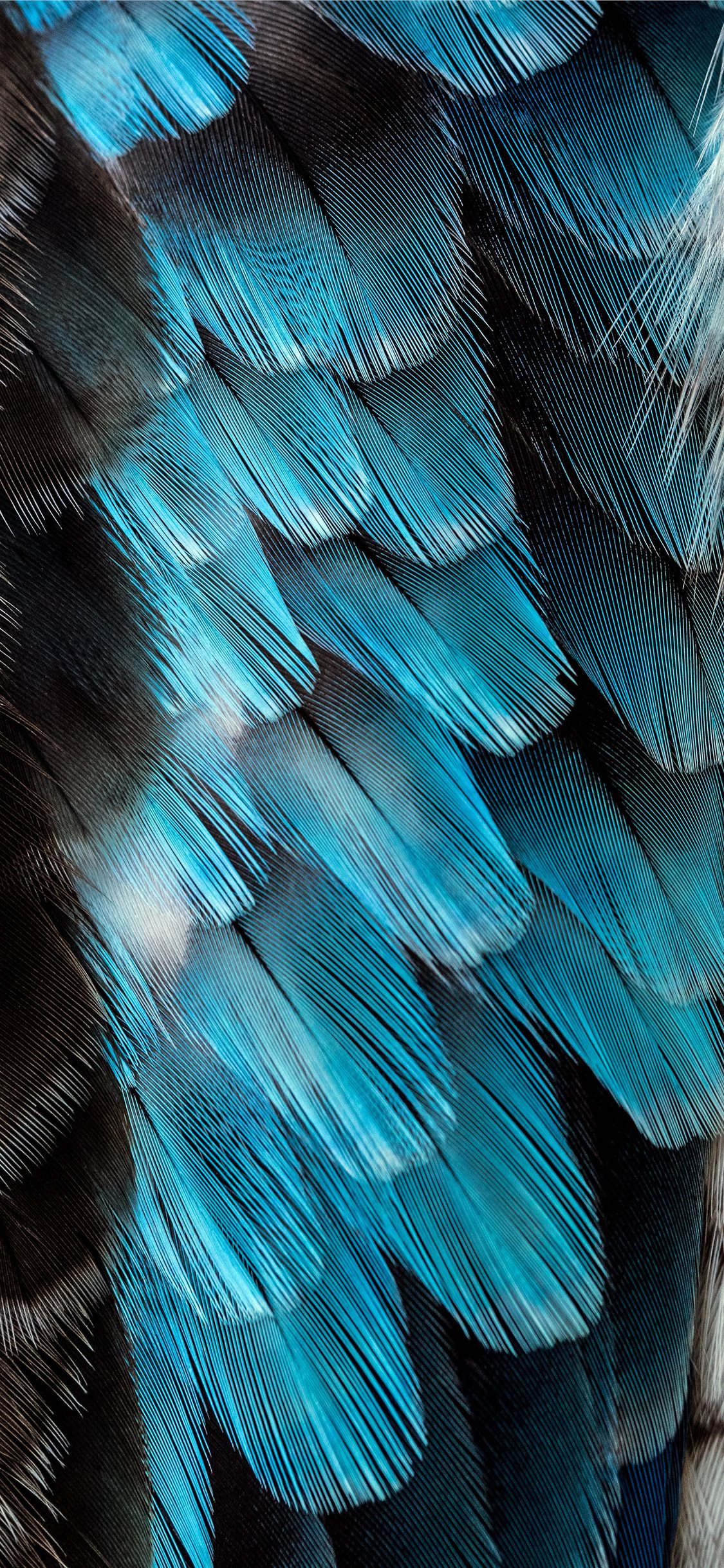 1350x2400 feathers peacock macro beautiful pattern iphone 876s  for parallax backgrounds iphone krishna peacock feather HD phone wallpaper   Pxfuel