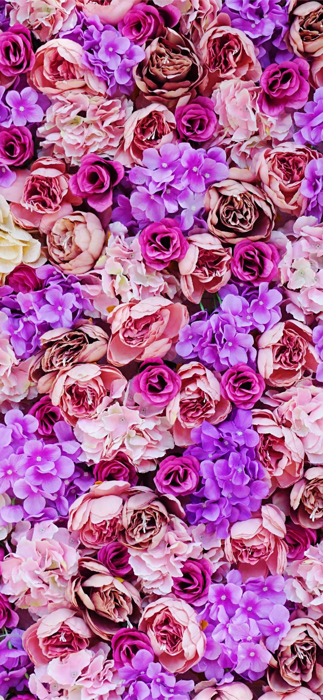 Hoa tím hồng iPhone 11 Wallpapers: Khám phá sức cuốn hút của hoa tím hồng điện thoại Iphone 11 Wallpapers miễn phí tuyệt đẹp! Hãy tải về những hình nền hoa tím hồng này để tạo nên một không gian màu sắc thanh tao và dịu nhẹ cho thiết bị của bạn.