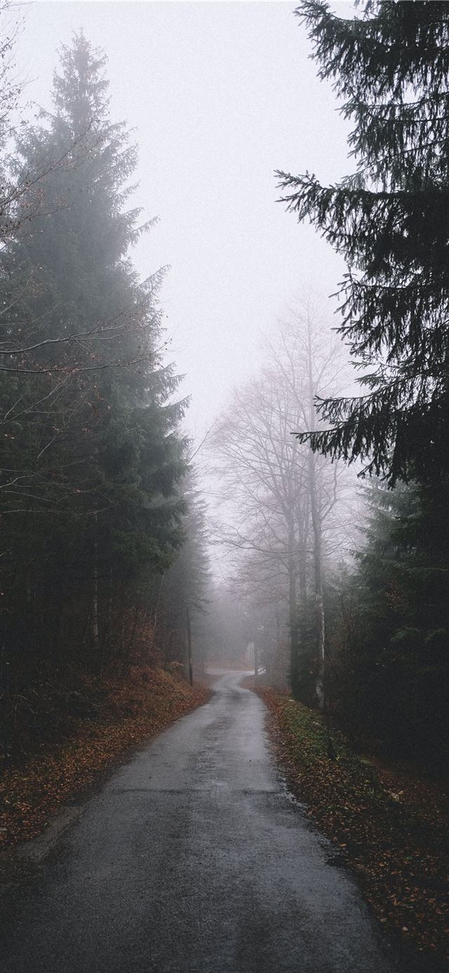 1125x2436 rocky road between trees at daytime - winter iPhone 11 Wallpaper