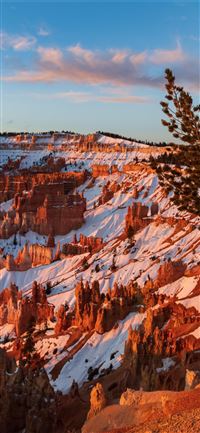 ancient bristlecone pine over bryce canyon 8k wallpaper