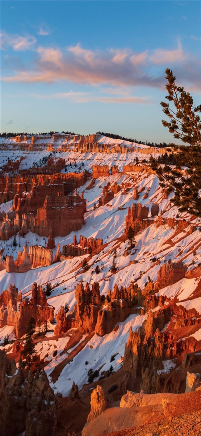 1125x2436 ancient bristlecone pine over bryce canyon 8k - 5k iPhone 11 Wallpaper