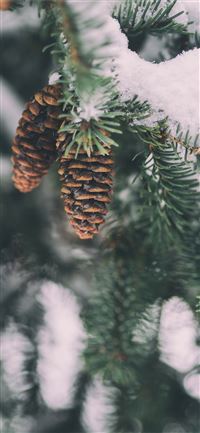 shallow focus photography of pine cone iPhone 11 wallpaper