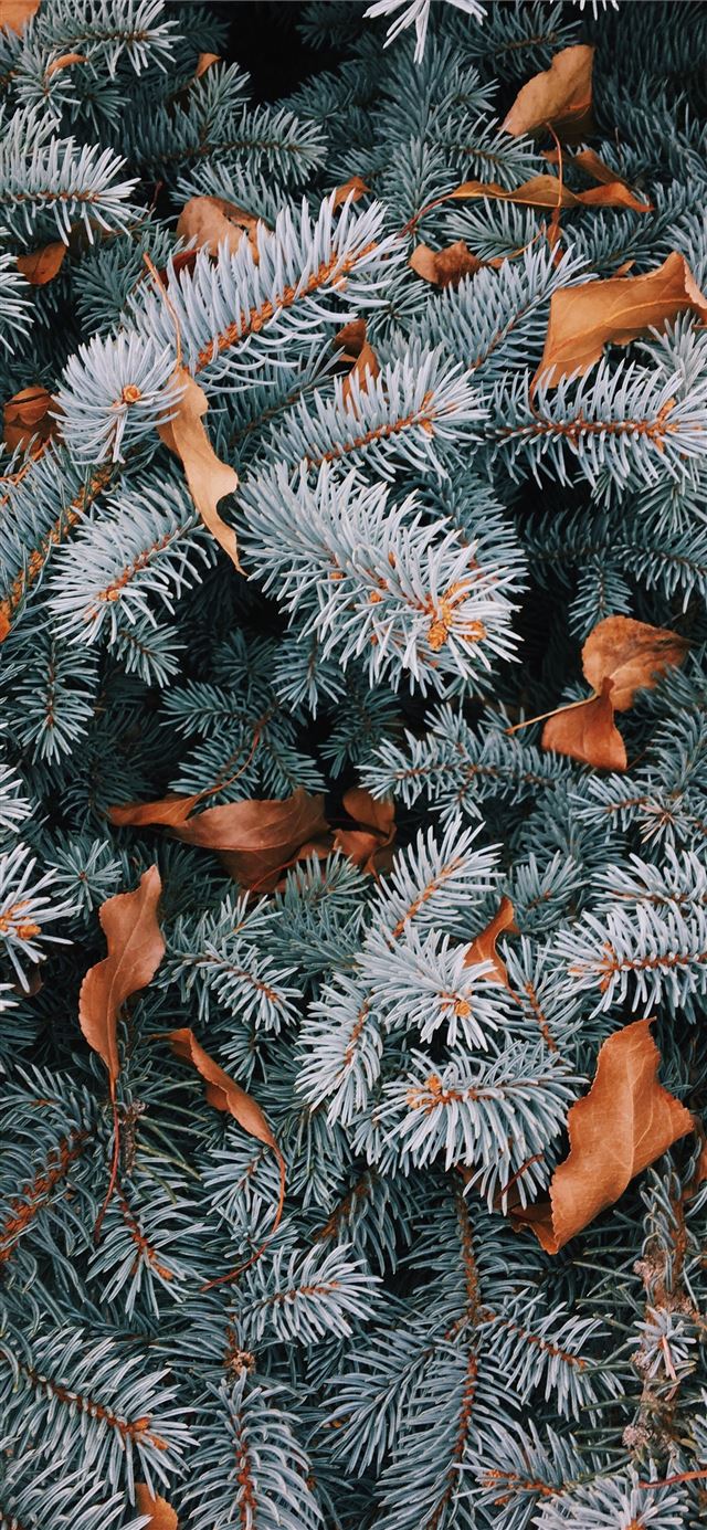 1125x2436 white and brown pine leaf and dried leaf -  iPhone 11 Wallpaper