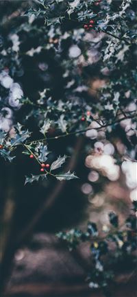 selective focus photography of white and pink peta... wallpaper