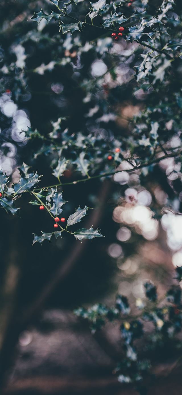 1125x2436 selective focus photography of white and pink peta... - winter iPhone 11 Wallpaper