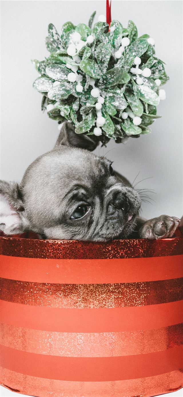 1125x2436 gray puppy in red box - dog iPhone 11 Wallpaper