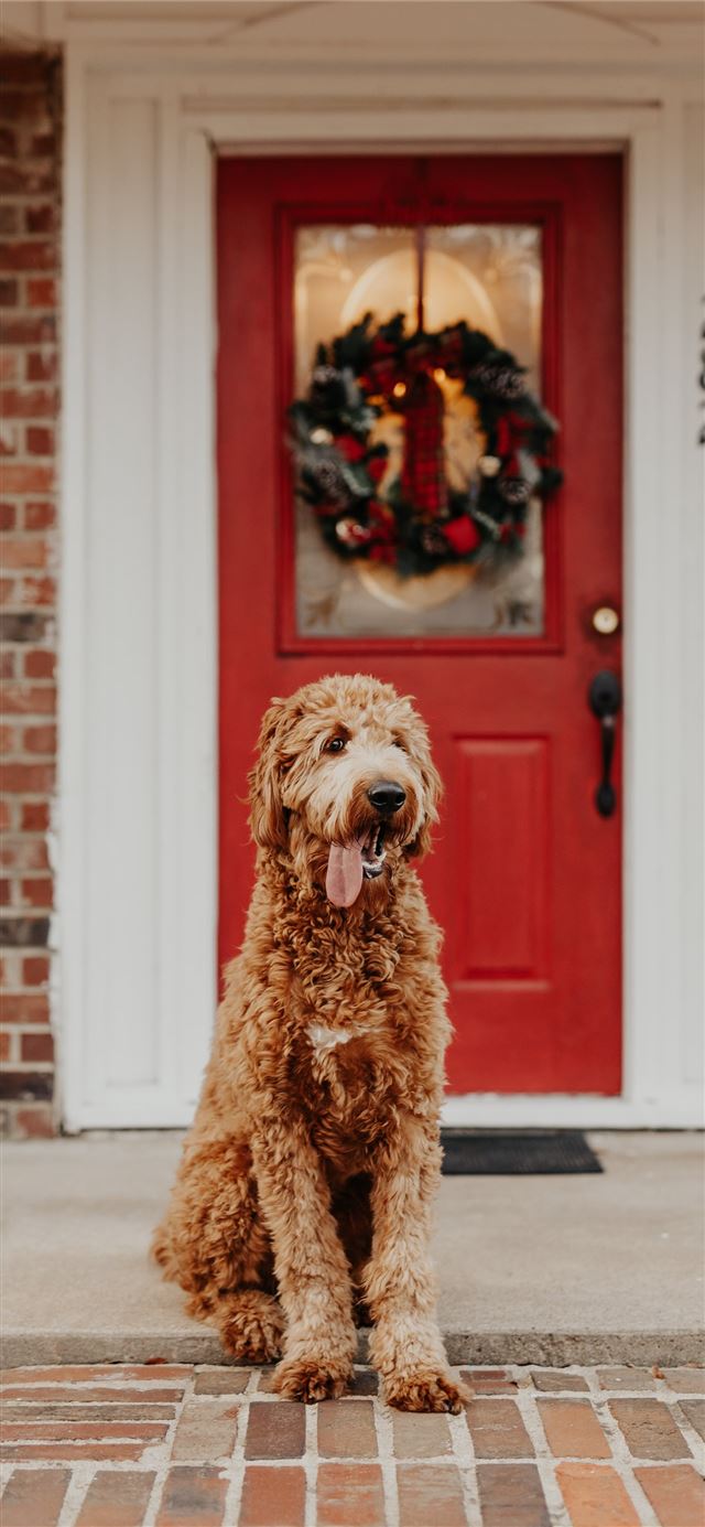 1125x2436 long coated brown dog -  iPhone 11 Wallpaper