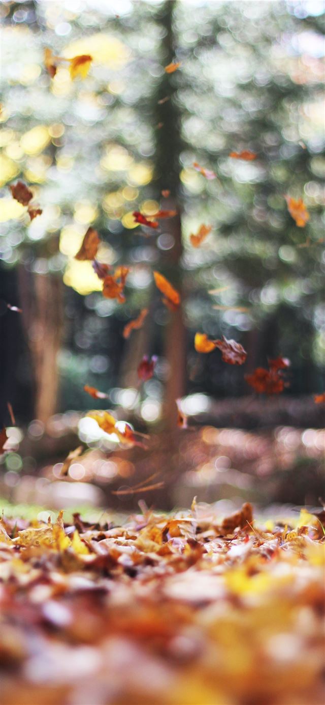 1125x2436 selective focus photography of orange and brown fa... - thanksgiving iPhone 11 Wallpaper