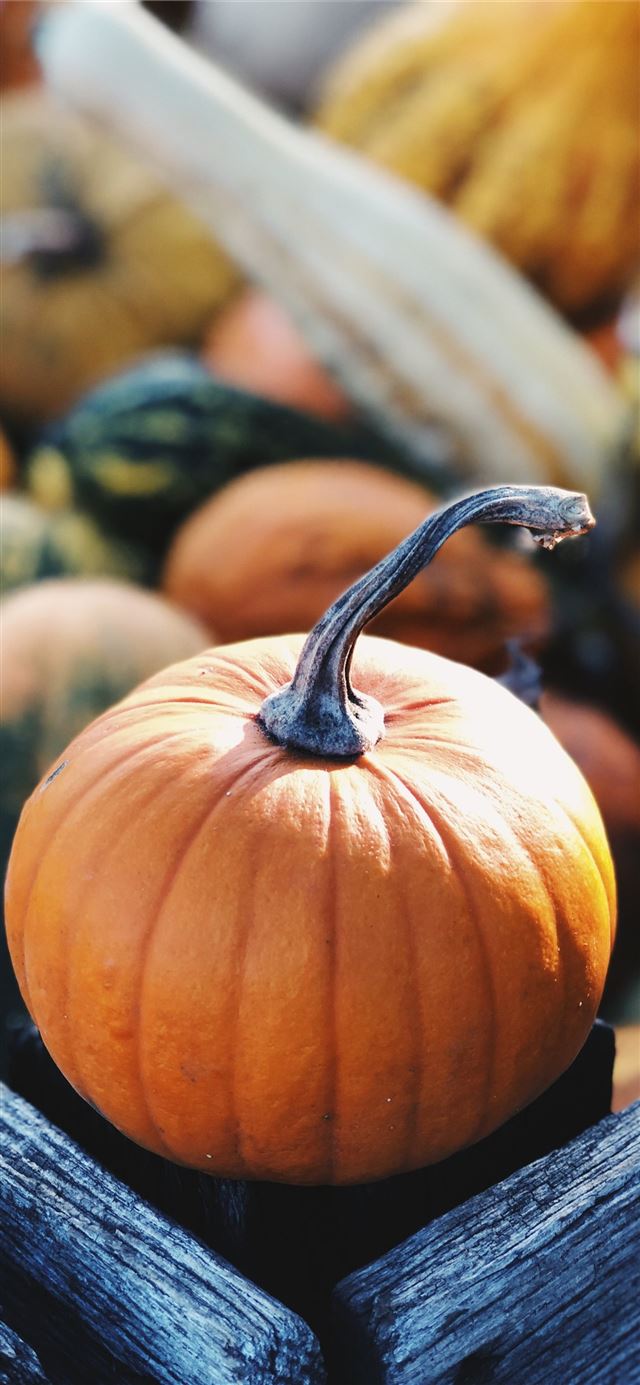 1125x2436 focus photography of pumpkin - thanksgiving iPhone 11 Wallpaper