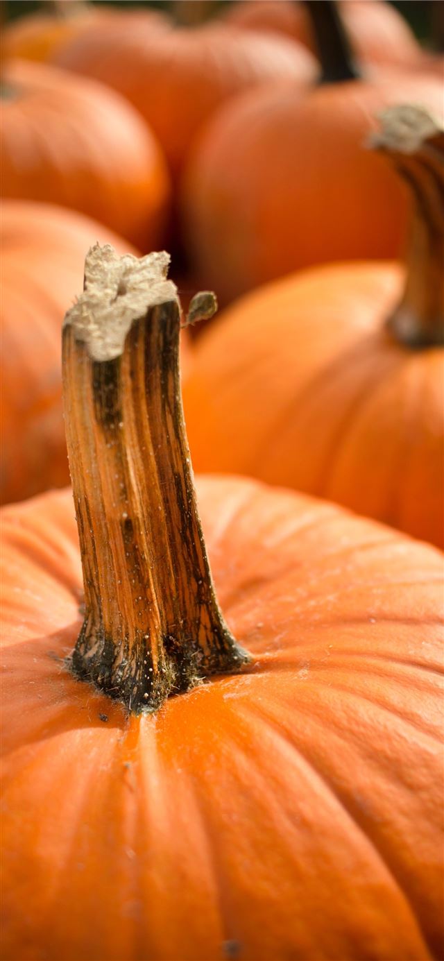 1125x2436 squash lot - thanksgiving iPhone 11 Wallpaper