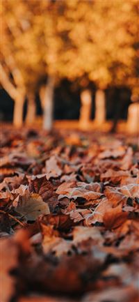 brown leaf lot on ground wallpaper