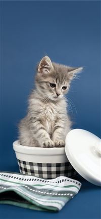 white and grey bicolor kitten iPhone 11 wallpaper