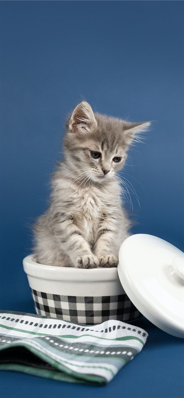 1125x2436 white and grey bicolor kitten - kitten iPhone 11 Wallpaper