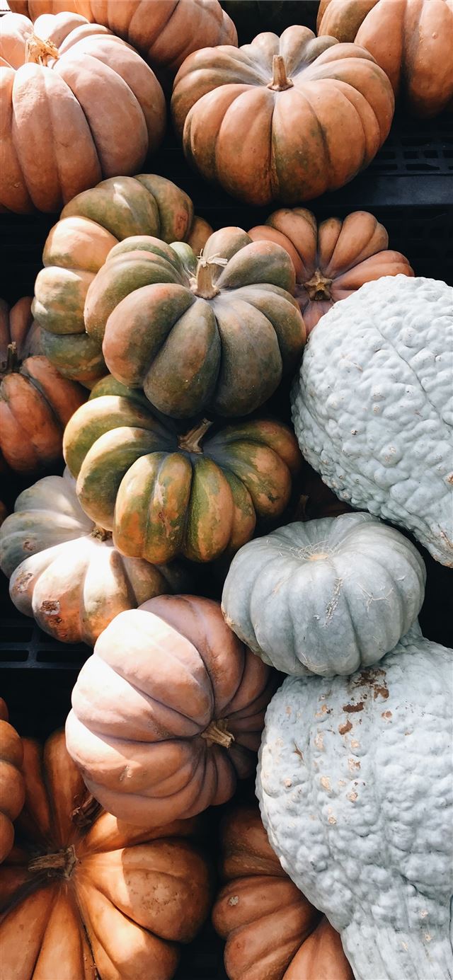 1125x2436 orange pumpkin lot - thanksgiving iPhone 11 Wallpaper