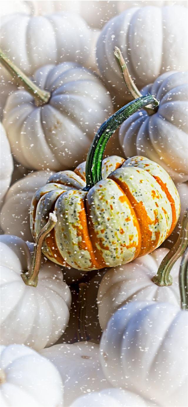 1125x2436 white and green squash - thanksgiving iPhone 11 Wallpaper