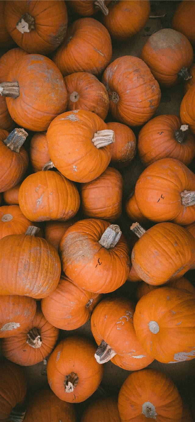 1125x2436 squash lot - thanksgiving iPhone 11 Wallpaper
