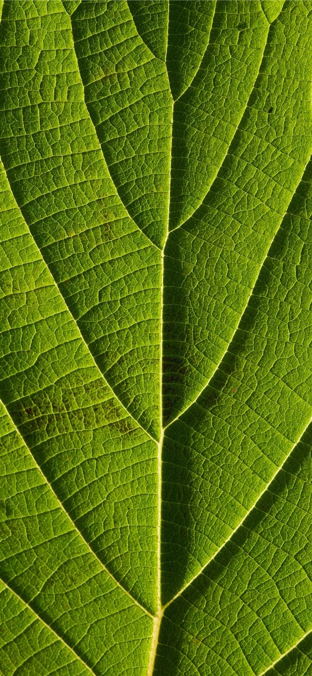 1125x2436 green leaef - leaf iPhone 11 Wallpaper