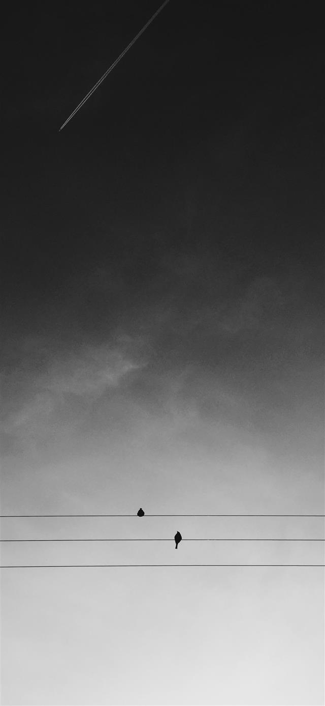 1125x2436 two black birds on electric wires under gray sky d... - bird iPhone 11 Wallpaper