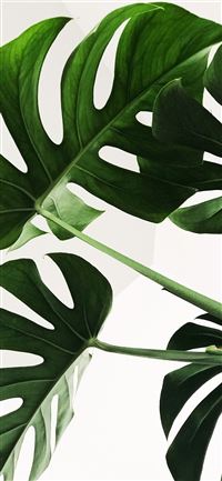 green leaves iPhone 11 wallpaper