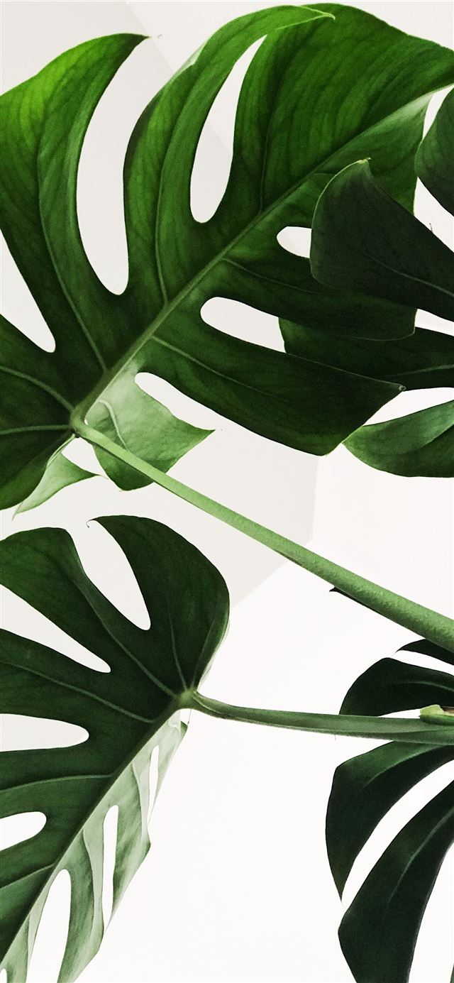 1125x2436 green leaves -  iPhone 11 Wallpaper