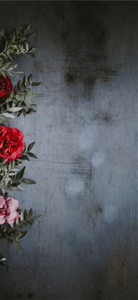 shallow focus photography of red and pink roses wallpaper