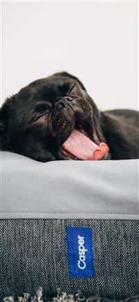black pug yawning on Casper pet bed inside room wallpaper