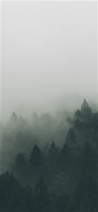 forest covered with fogs wallpaper