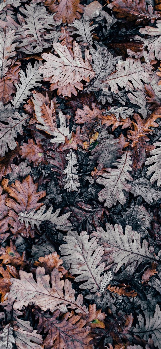 1125x2436 selective photography of dried leaf - fall iPhone 11 Wallpaper