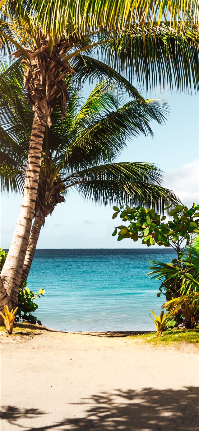 1125x2436 coconut tree on beach -  iPhone 11 Wallpaper