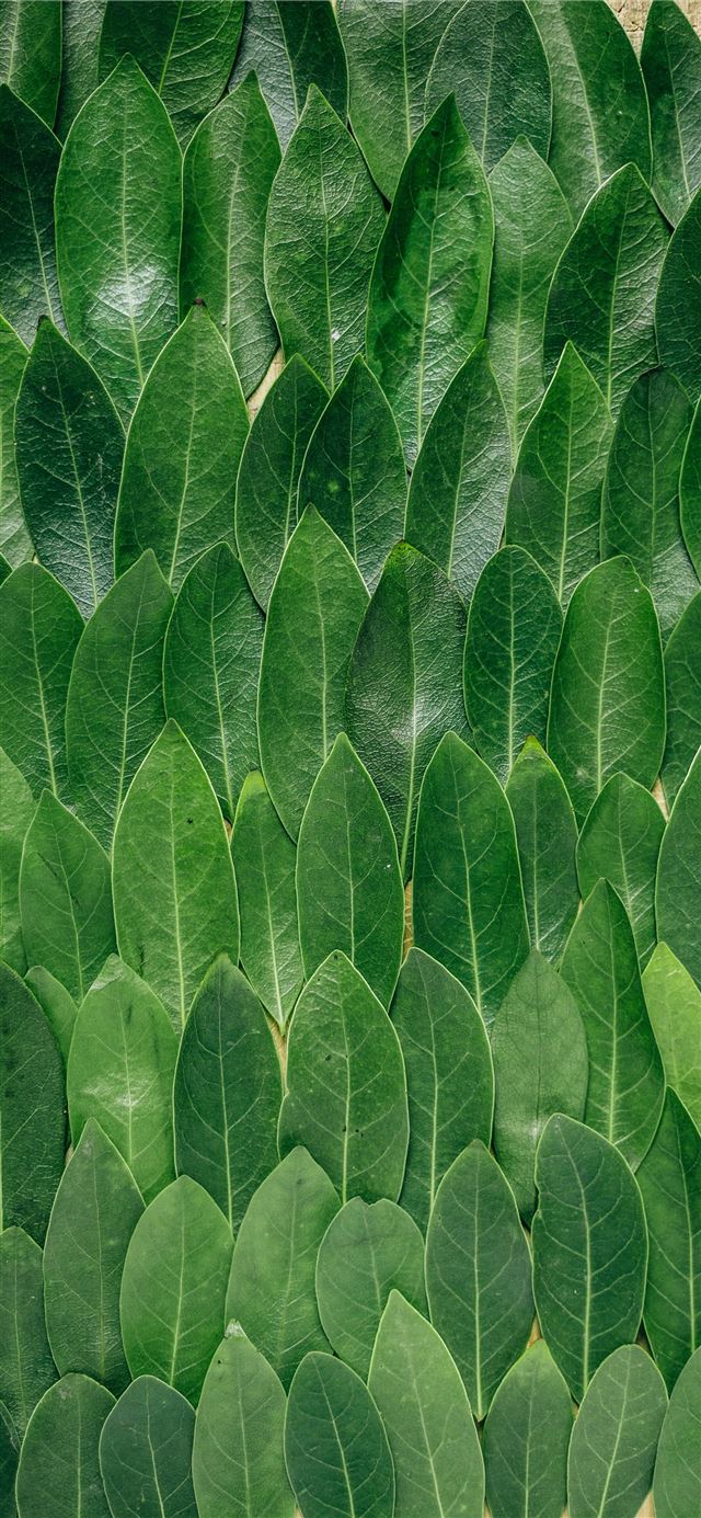1125x2436 red plant leaves -  iPhone 11 Wallpaper