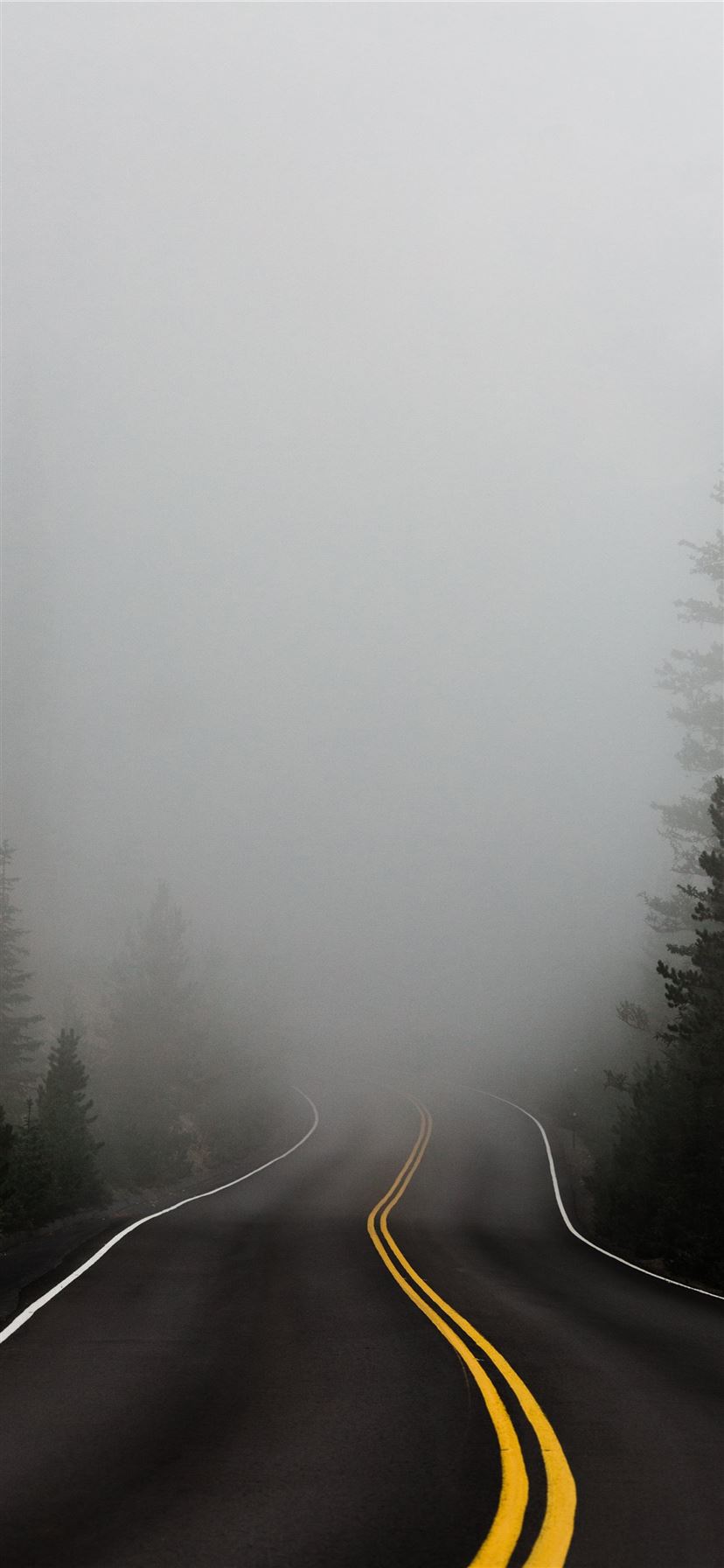 empty road surrounded with trees with fog iPhone 11 wallpaper 